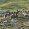 Mountain Hare (Lepus timidus) group of five on moorland, Scotland